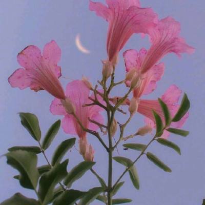 BOB·体育手机截图